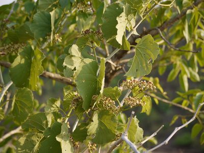 Cissus woodrowii, photographed by Dinesh Valke
