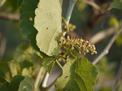Cissus woodrowii, photographed by Dinesh Valke