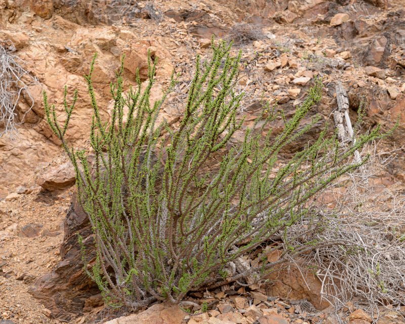 Oxalis virgosa, photographed by Nicolás Villaseca Merino