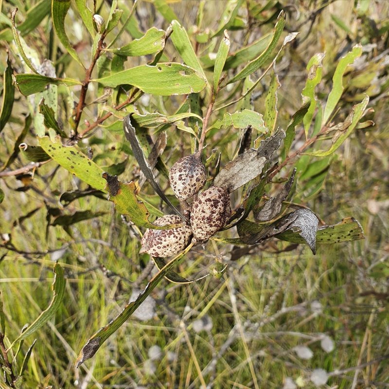 Hakea laevipes, photographed by ronavery