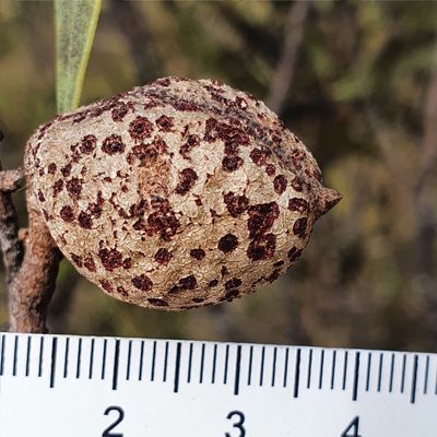 Hakea laevipes, photographed by ronavery