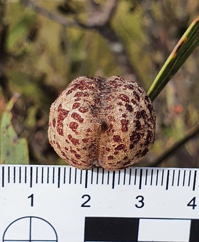 Hakea laevipes, photographed by ronavery