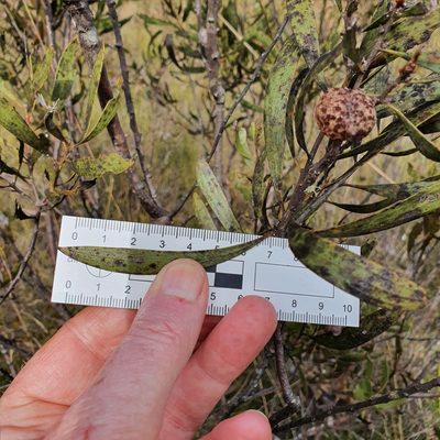 Hakea laevipes, photographed by ronavery