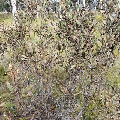 Hakea laevipes, photographed by ronavery