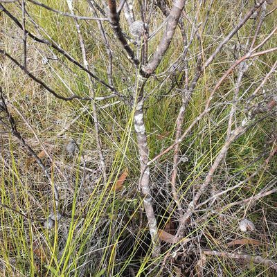 Hakea laevipes, photographed by ronavery