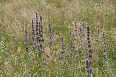 Stachys germanica, photographed by Liubov Ilminska