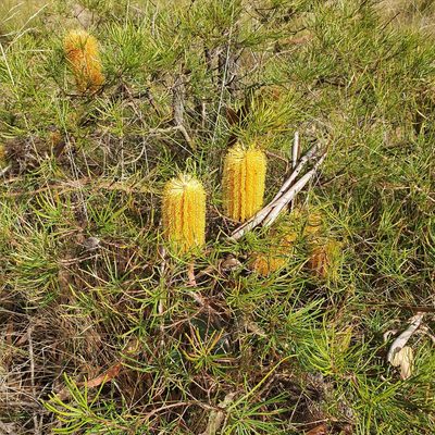 Banksia spinulosa, photographed by ronavery