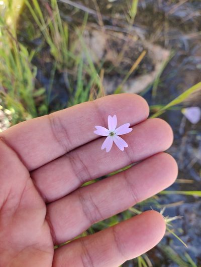 Eudianthe laeta, photographed by Davide Puddu
