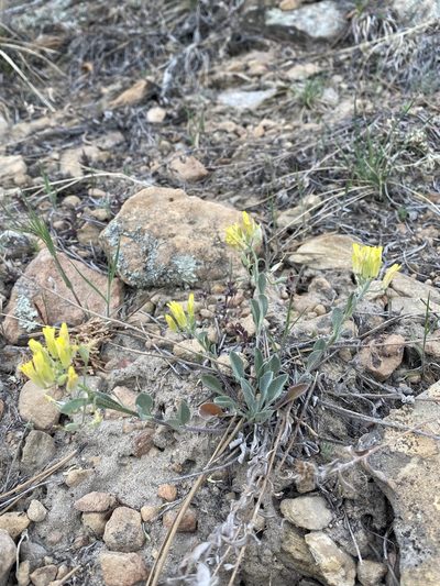 Physaria montana, photographed by Brand R