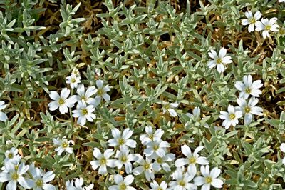 Cerastium tomentosum, photographed by Petr Harant