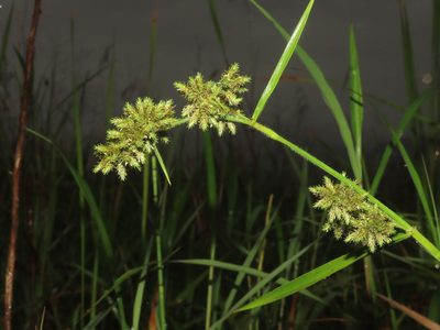Fuirena umbellata, photographed by chiuluan