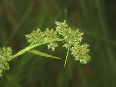Fuirena umbellata, photographed by chiuluan