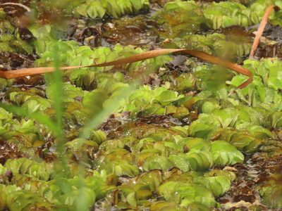 Salvinia molesta, photographed by chiuluan
