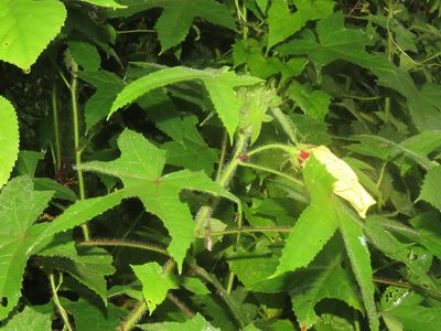 Abelmoschus moschatus