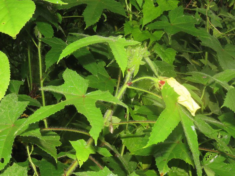 Abelmoschus moschatus, photographed by chiuluan