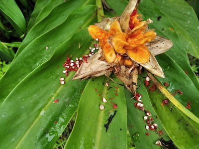 Hedychium coronarium, photographed by Márcia Martins