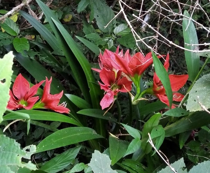 Hippeastrum aulicum, photographed by Márcia Martins