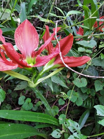 Hippeastrum aulicum, photographed by Márcia Martins