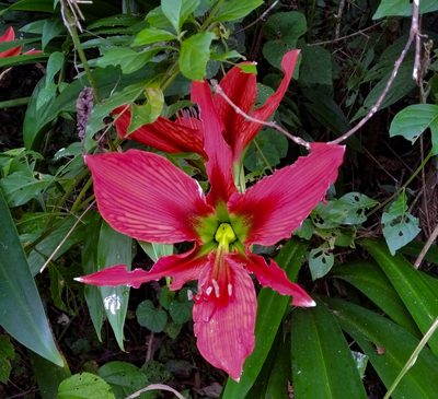 Hippeastrum aulicum, photographed by Márcia Martins