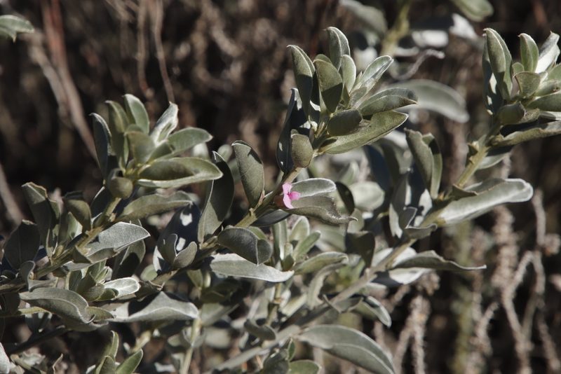Podalyria sericea, photographed by Tony Rebelo