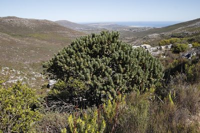 Mimetes fimbriifolius, photographed by Tony Rebelo