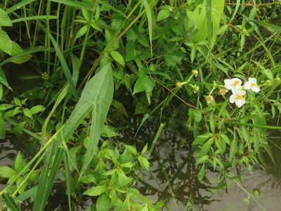 Sagittaria trifolia, photographed by chiuluan