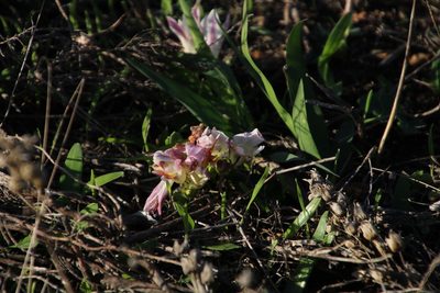 Freesia caryophyllacea, photographed by Tony Rebelo