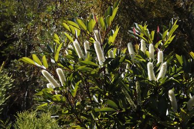 Cunonia capensis, photographed by Tony Rebelo