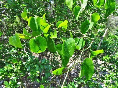 Smilax bona-nox, photographed by Annika Lindqvist