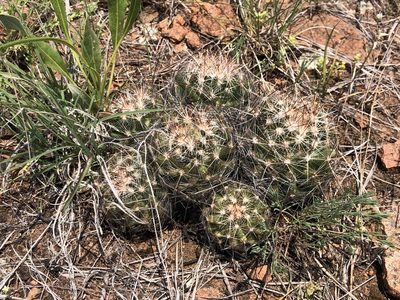 Pelecyphora vivipara, photographed by Rosario Douglas