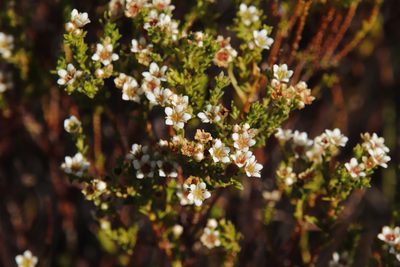 Diosma oppositifolia, photographed by Tony Rebelo