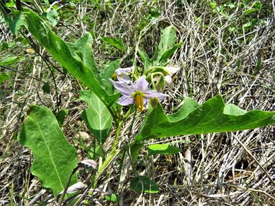 Solanum dimidiatum, photographed by Annika Lindqvist