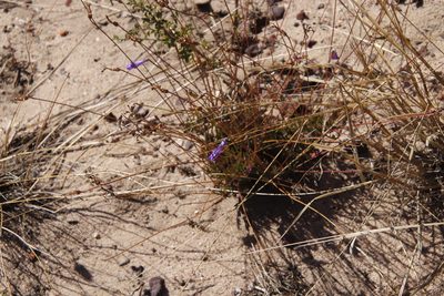Lobelia coronopifolia, photographed by Tony Rebelo