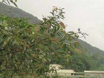Salix mesnyi, photographed by chiuluan