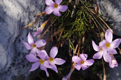 Oxalis polyphylla, photographed by Tony Rebelo