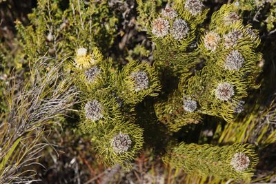 Serruria villosa, photographed by Tony Rebelo