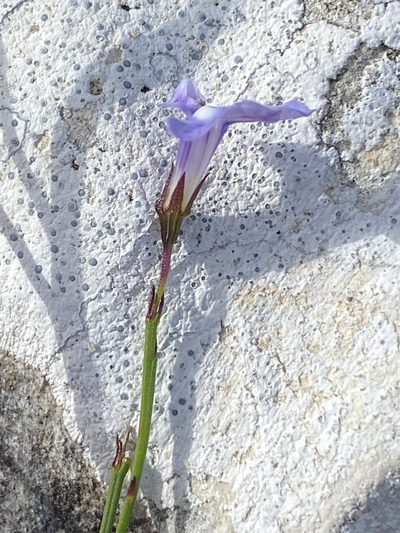 Lobelia capillifolia, photographed by Dave U