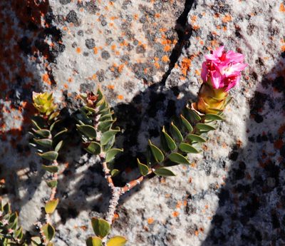 Penaea sarcocolla, photographed by Tony Rebelo