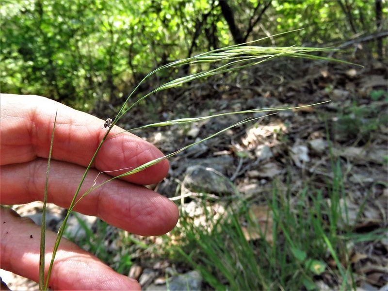 Nassella leucotricha, photographed by Annika Lindqvist