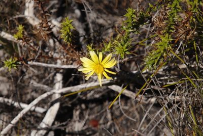 Cullumia setosa, photographed by Tony Rebelo
