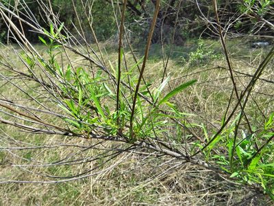 Baccharis neglecta, photographed by Annika Lindqvist