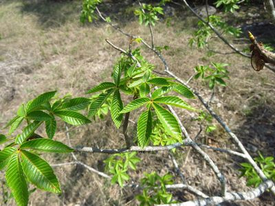 Aesculus pavia, photographed by Annika Lindqvist