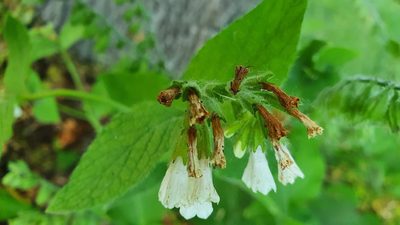 Symphytum orientale, photographed by Andrea Meucci