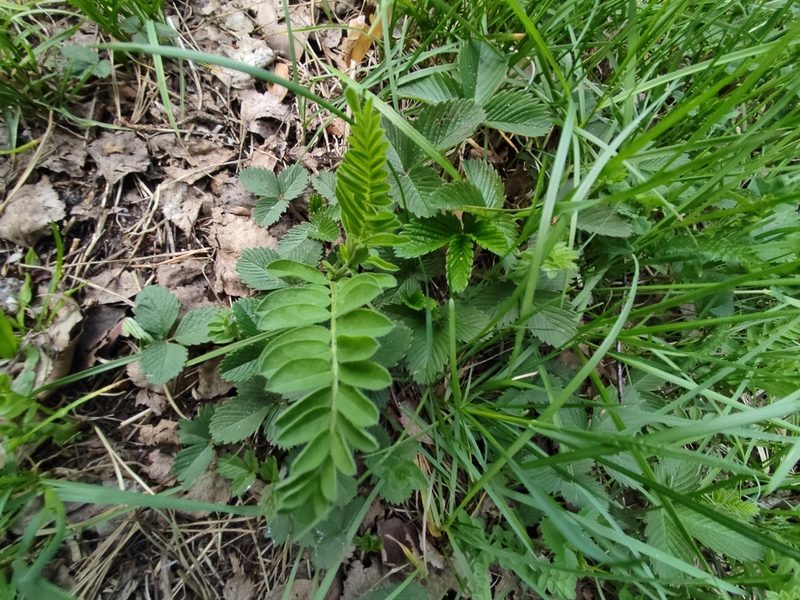 Astragalus cicer, photographed by Татьяна Максимова