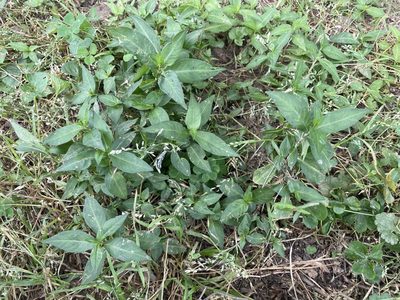 Persicaria longiseta, photographed by lejones417