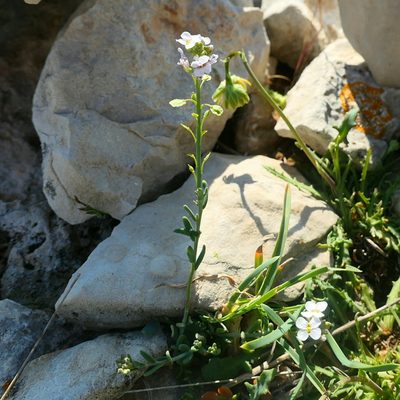Aethionema saxatile, photographed by Felix Puff