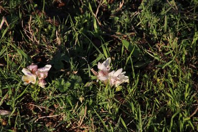 Freesia caryophyllacea, photographed by Tony Rebelo