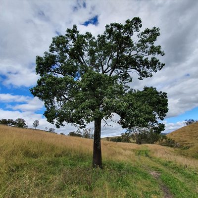 Brachychiton populneus, photographed by ronavery