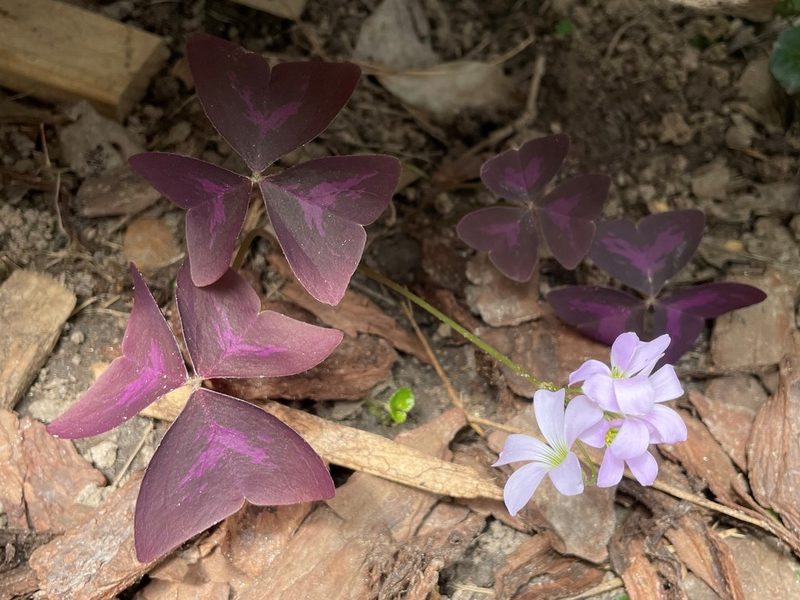 Oxalis triangularis, photographed by lejones417