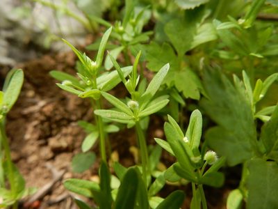 Hamogalium bifolium, photographed by Matt Lavin